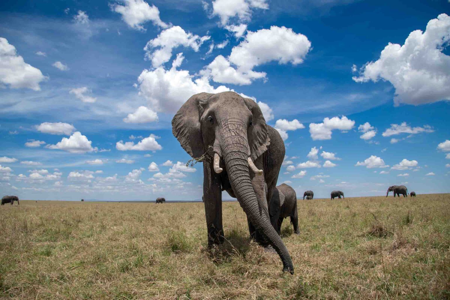 Kenya Safari Tours Wildlife Photography Frame The Wild Moments kenya-safari-tours-wildlife-photography-frame-the-wild-moments