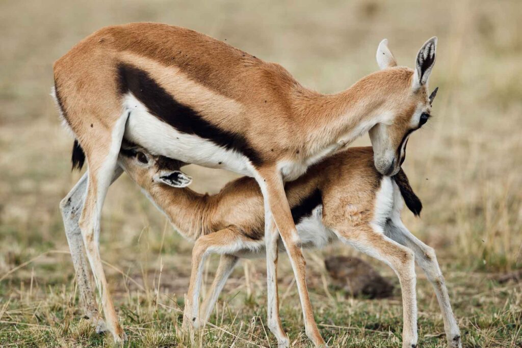 frame the wild,safaris