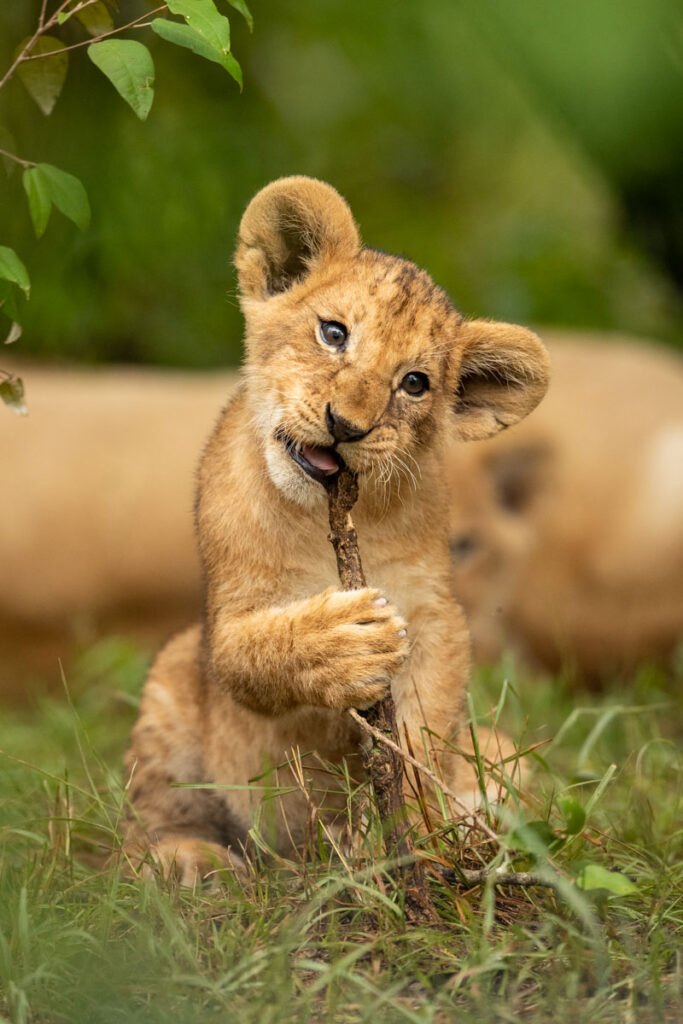 frame the wild,safaris