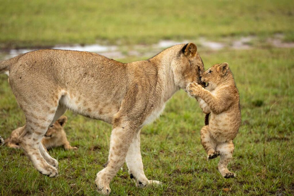 frame the wild,safaris