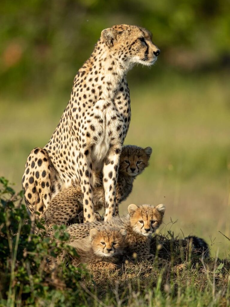 frame the wild,safaris