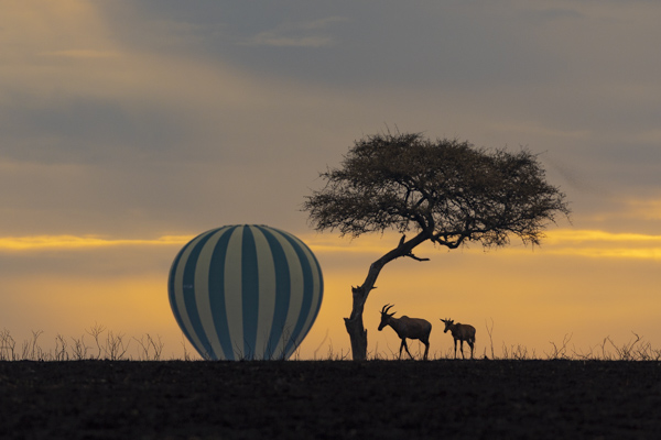 Kenya Safaris
