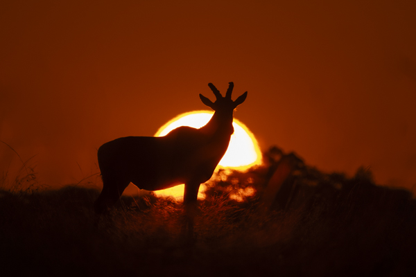 frame the wild,safaris