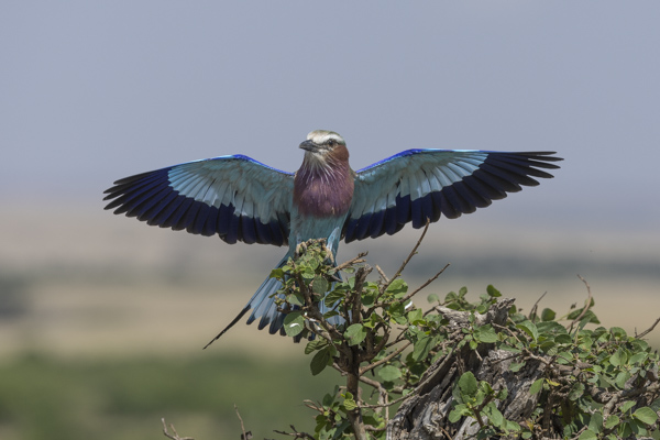 frame the wild,safaris