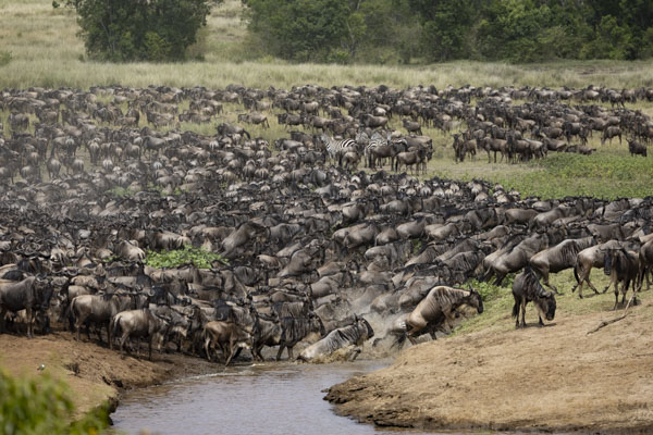 frame the wild,safaris