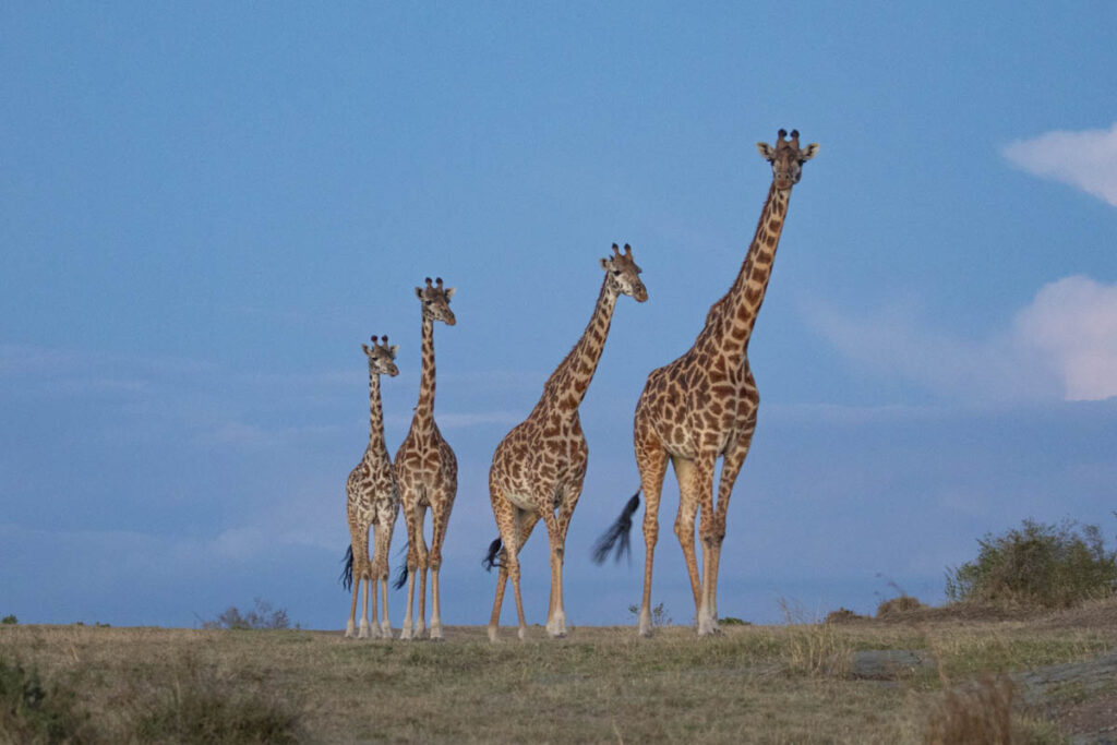 story,frame the wild