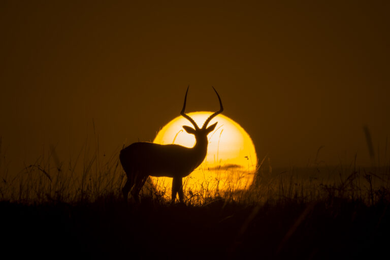 Mara Silhouettes across golden plains