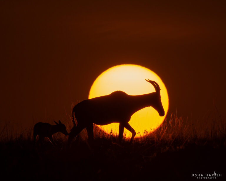 Mara Silhouettes