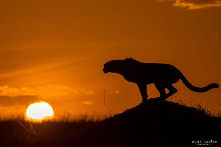 Mara Silhouettes