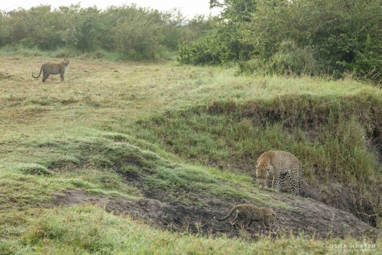 lioness hunting behaviour