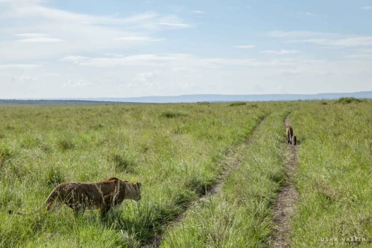 wild animal conflict