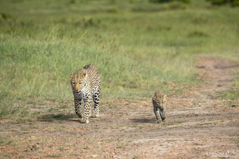 Leopard vs Lioness Fight