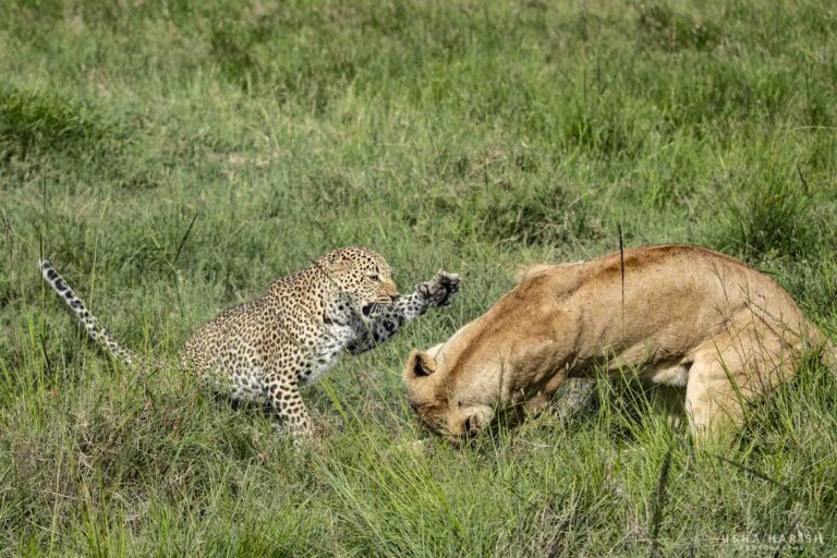 Leopard vs Lioness Fight