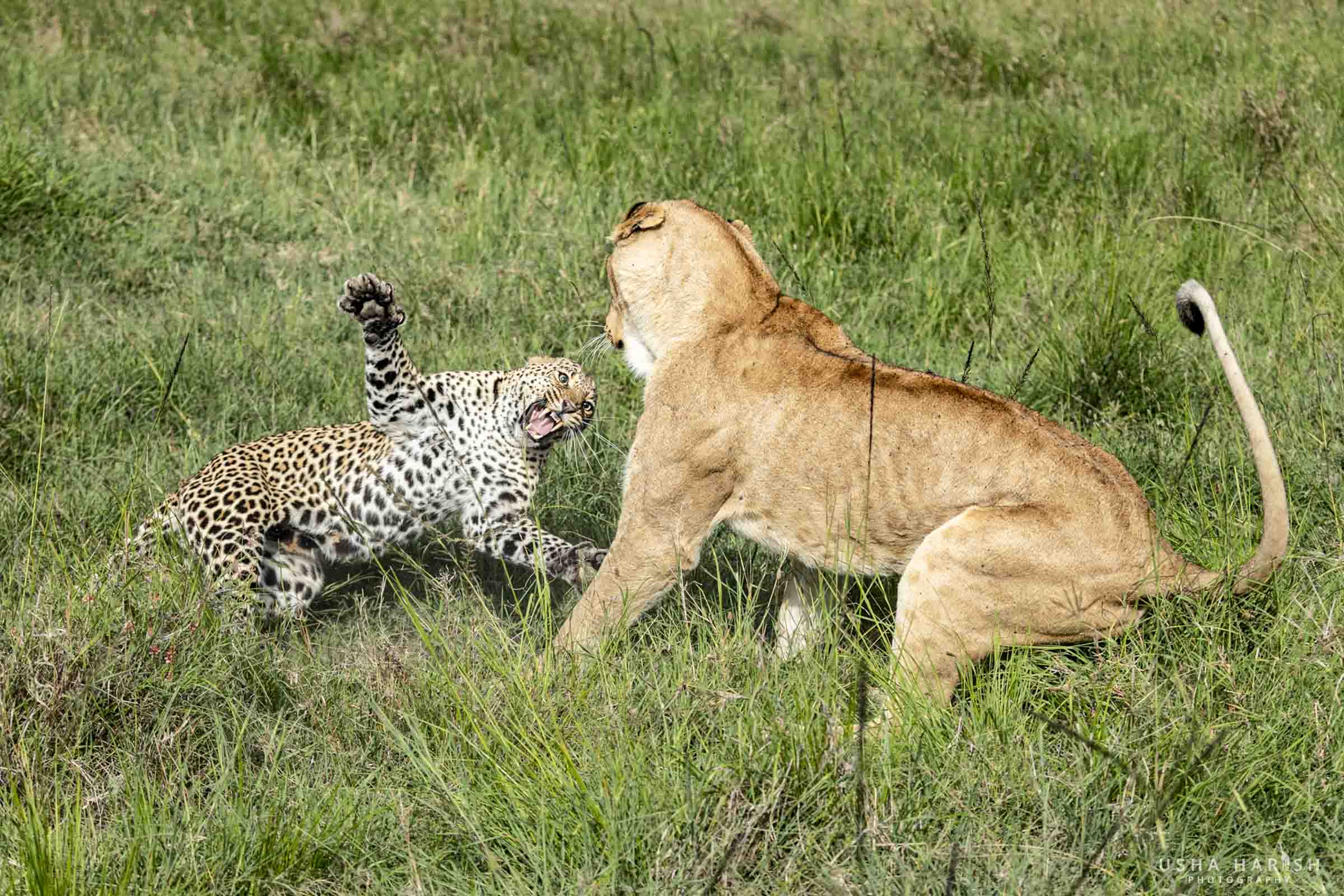 Leopard vs lioness fight in the wild showing intense confrontation
