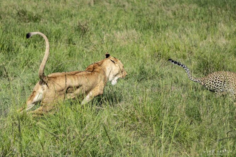 Leopard vs Lioness Fight
