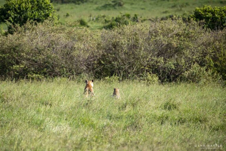 Leopard vs Lioness Fight