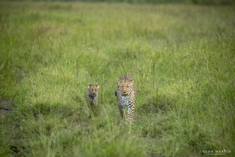 Close-up of lioness hunting behaviour while tracking prey